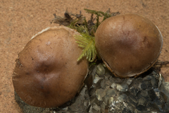 Cortinarius sordidemaculatus