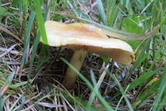 Russula fellea