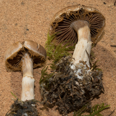 Cortinarius sordidemaculatus