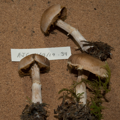 Cortinarius sordidemaculatus