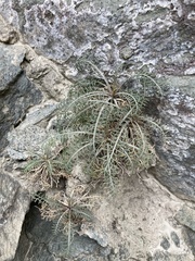 Lepidium sisymbrioides