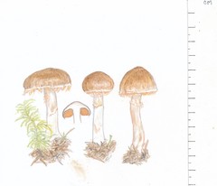 Cortinarius sordidemaculatus