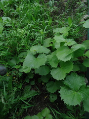 Parasenecio kamtschaticus