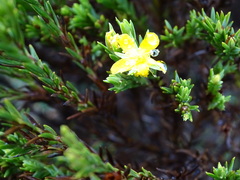 Hypericum lancioides