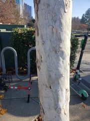 Platanus occidentalis