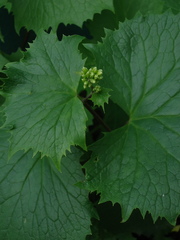 Parasenecio kamtschaticus