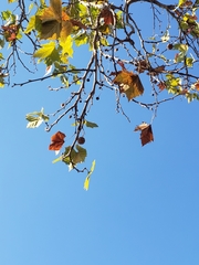 Platanus occidentalis