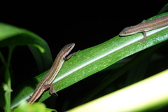 Takydromus viridipunctatus