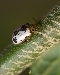 Acrocyum maculicollis