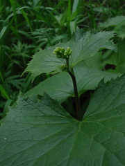 Parasenecio kamtschaticus