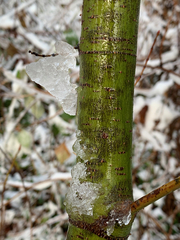 Acer circinatum