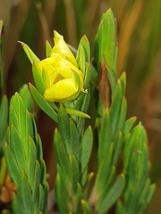 Hypericum lancioides lancioides