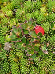 Disterigma empetrifolium