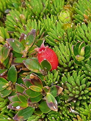 Disterigma empetrifolium