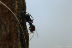 Corinnoidea