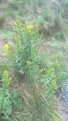 Solidago roanensis