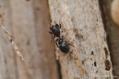 Corinnoidea