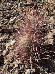 Sclerocactus polyancistrus
