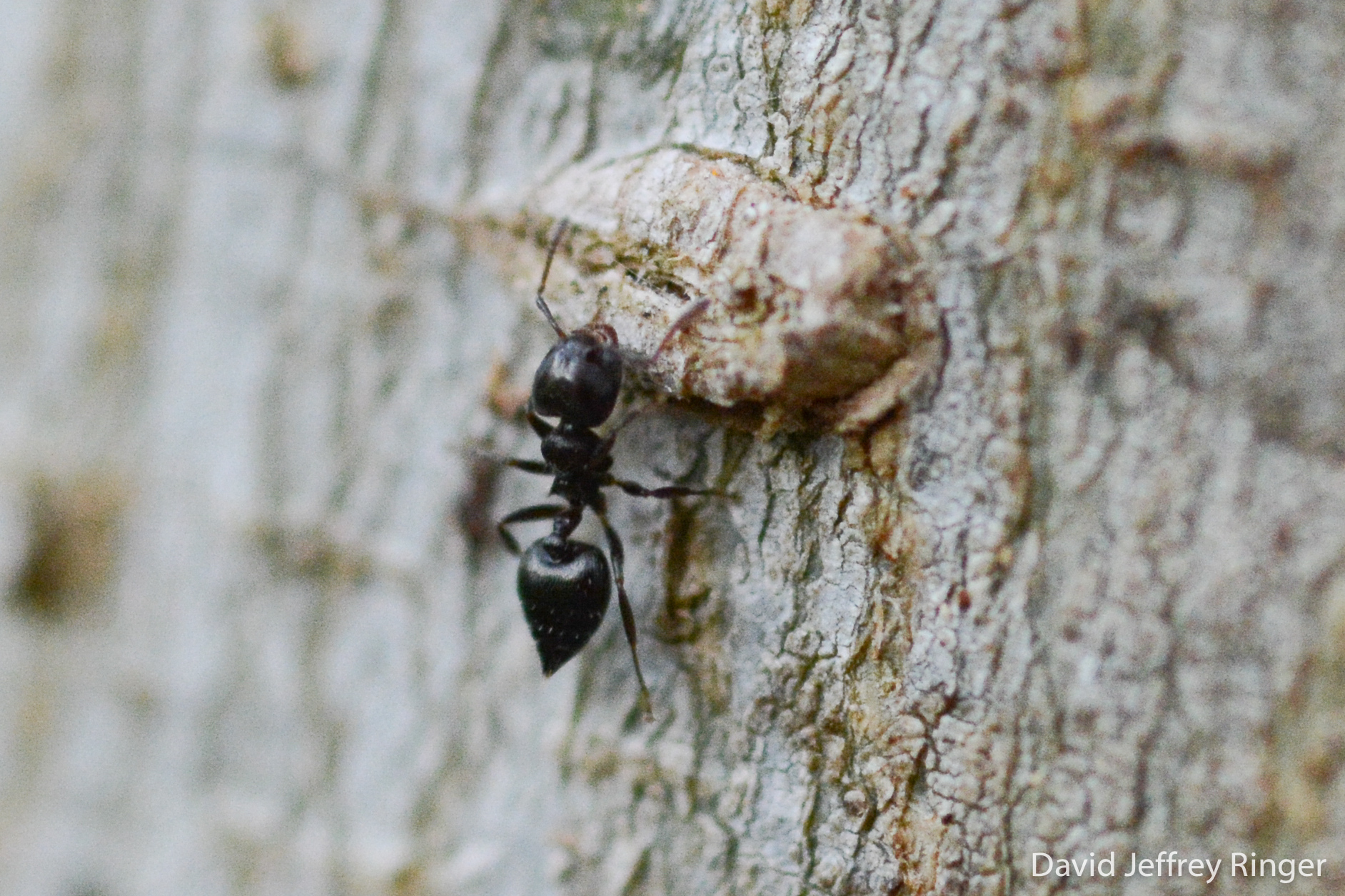 Crematogaster crinosa