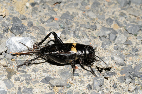 Southern Field Cricket