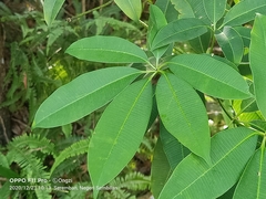 Alstonia scholaris
