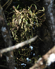Maxillaria hagsateriana image