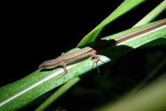 Takydromus viridipunctatus