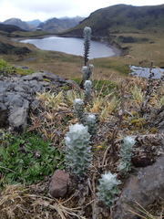 Lasiocephalus ovatus