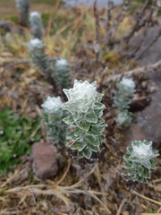 Lasiocephalus ovatus