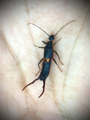 Spongiphora croceipennis