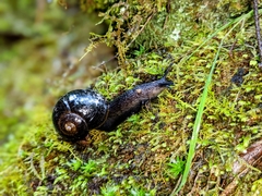 Victaphanta compacta