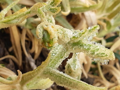 Cerastium mollissimum