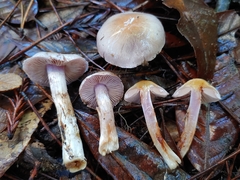 Cortinarius oregonensis