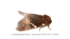 Gonoclostera argentata