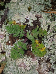 Niphogeton