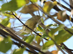 Leiothlypis celata