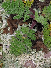 Niphogeton