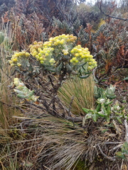 Monticalia andicola