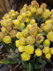 Monticalia andicola