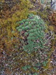 Werneria humilis