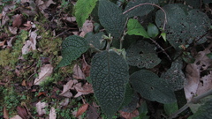 Piper artanthe