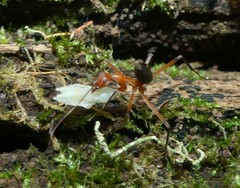 Leptomyrmex tibialis