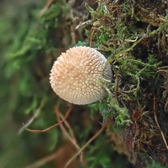 Bryoperdon acuminatum