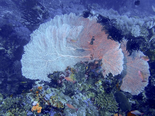 Giant Sea Fan