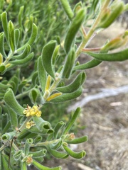 Persoonia rigida