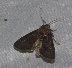 Apamea impulsa