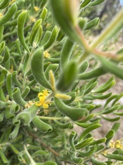 Persoonia rigida