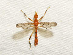 Pyrgotella chagnoni