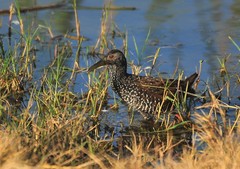 Pardirallus maculatus