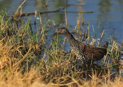 Pardirallus maculatus